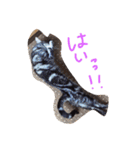 我が家のにゃんこず（個別スタンプ：27）