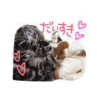 我が家のにゃんこず（個別スタンプ：28）