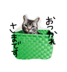 我が家のにゃんこず（個別スタンプ：29）