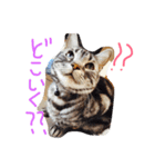 我が家のにゃんこず（個別スタンプ：31）