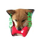 柴さん3（個別スタンプ：2）
