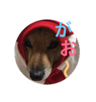 柴さん3（個別スタンプ：17）
