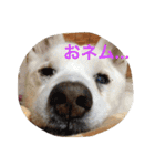 柴さん3（個別スタンプ：19）