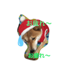 柴さん3（個別スタンプ：24）