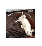 愛犬マリオ＆文太（個別スタンプ：3）