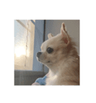 愛犬マリオ＆文太（個別スタンプ：4）