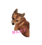ワンニャンスタンプ！（個別スタンプ：2）