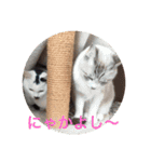 ワンニャンスタンプ！（個別スタンプ：4）