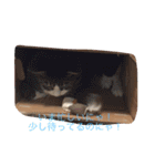 ワンニャンスタンプ！（個別スタンプ：5）