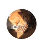 ワンニャンスタンプ！（個別スタンプ：8）