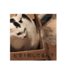 ワンニャンスタンプ！（個別スタンプ：9）