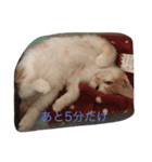 ワンニャンスタンプ！（個別スタンプ：14）