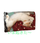 ワンニャンスタンプ！（個別スタンプ：17）
