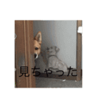ワンニャンスタンプ！（個別スタンプ：19）