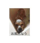 ワンニャンスタンプ！（個別スタンプ：20）