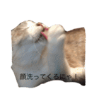 ワンニャンスタンプ！（個別スタンプ：24）