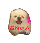 ココのいる生活 II（個別スタンプ：4）