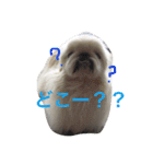 ココのいる生活 II（個別スタンプ：5）