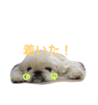 ココのいる生活 II（個別スタンプ：6）
