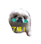 ココのいる生活 II（個別スタンプ：11）