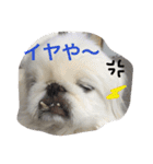 ココのいる生活 II（個別スタンプ：12）