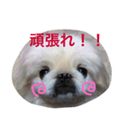 ココのいる生活 II（個別スタンプ：16）