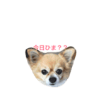 ポワロの日常（個別スタンプ：1）