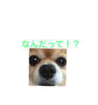 ポワロの日常（個別スタンプ：11）