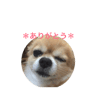 ポワロの日常（個別スタンプ：12）