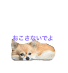 ポワロの日常（個別スタンプ：16）