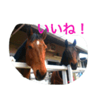 Pferd（個別スタンプ：1）