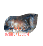 Pferd（個別スタンプ：3）