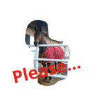 Pferd（個別スタンプ：5）