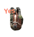 Pferd（個別スタンプ：7）