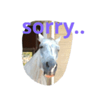 Pferd（個別スタンプ：10）