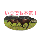 Pferd（個別スタンプ：11）