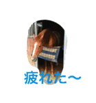 Pferd（個別スタンプ：13）