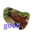 Pferd（個別スタンプ：14）