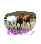 Pferd（個別スタンプ：15）