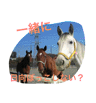Pferd（個別スタンプ：16）