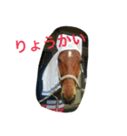 Pferd（個別スタンプ：18）
