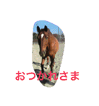 Pferd（個別スタンプ：19）