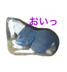 Pferd（個別スタンプ：20）