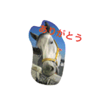 Pferd（個別スタンプ：21）