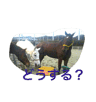 Pferd（個別スタンプ：23）