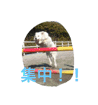 Pferd（個別スタンプ：24）
