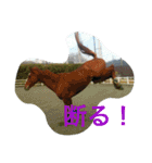 Pferd（個別スタンプ：25）