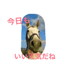 Pferd（個別スタンプ：28）