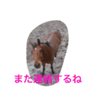 Pferd（個別スタンプ：29）