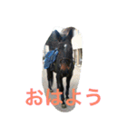 Pferd（個別スタンプ：30）
